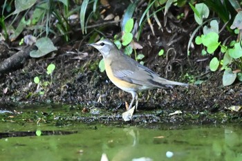 Eyebrowed Thrush 荒川大麻生公園 Sun, 10/22/2023