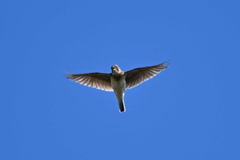 Eurasian Skylark 荒川大麻生公園 Sun, 10/22/2023