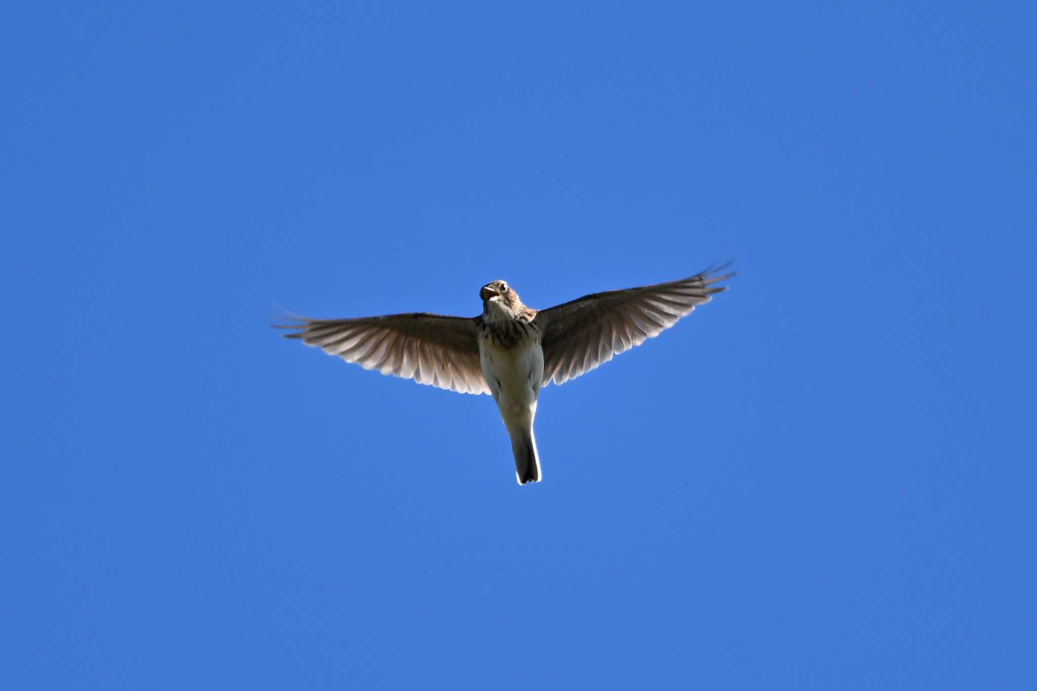 Photo of Eurasian Skylark at 荒川大麻生公園 by Yokai