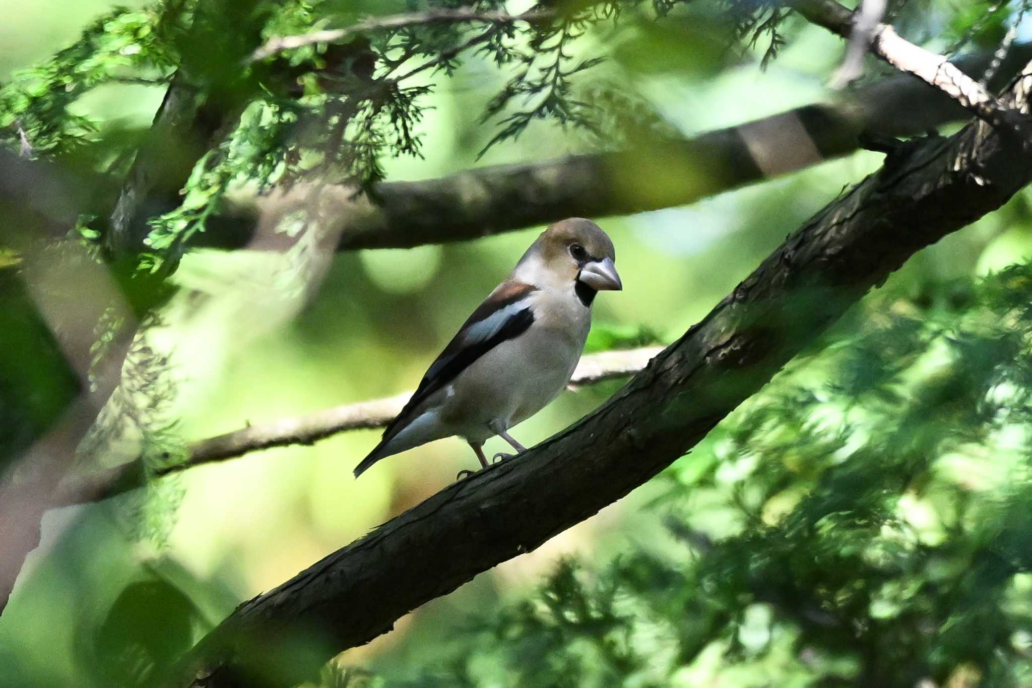 Photo of Hawfinch at 荒川大麻生公園 by Yokai