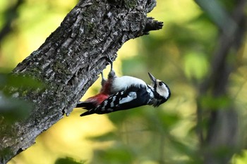 2023年10月22日(日) 荒川大麻生公園の野鳥観察記録