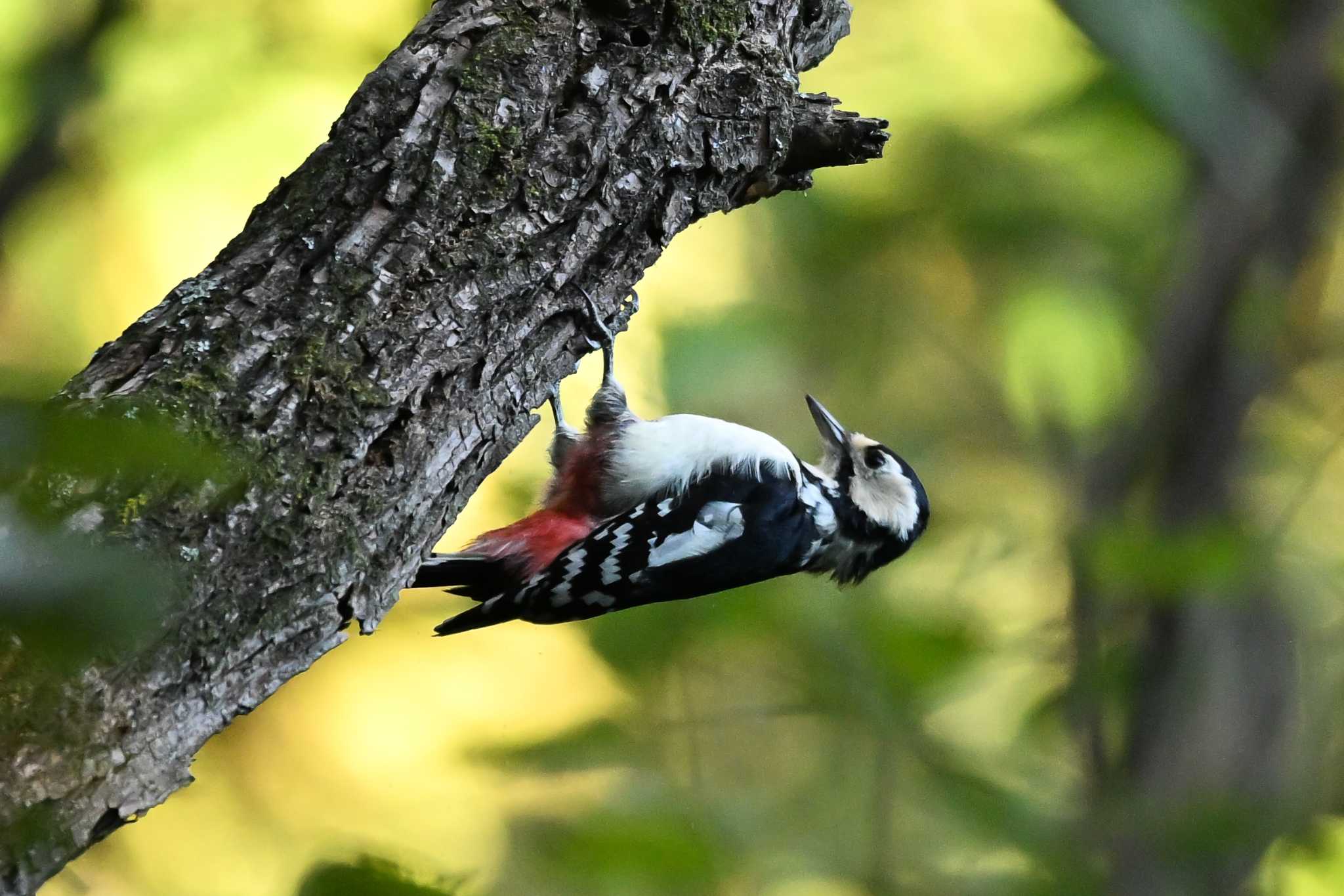 アカゲラ