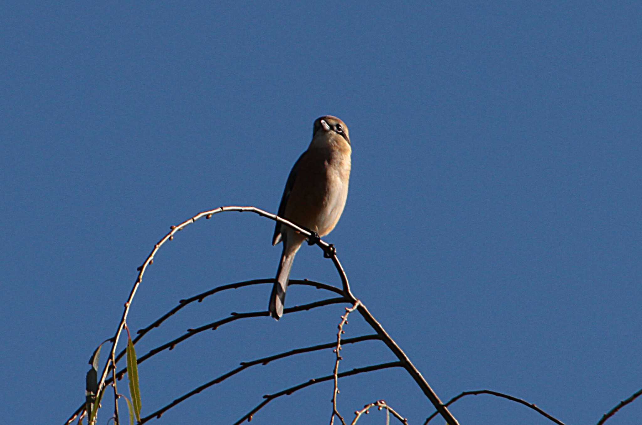 Bull-headed Shrike