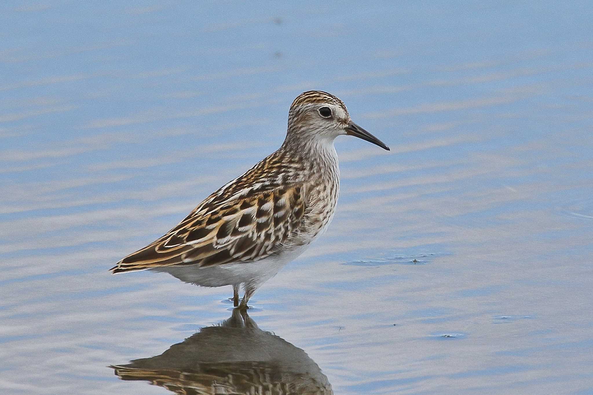 Photo of Long-toed Stint at  by じん