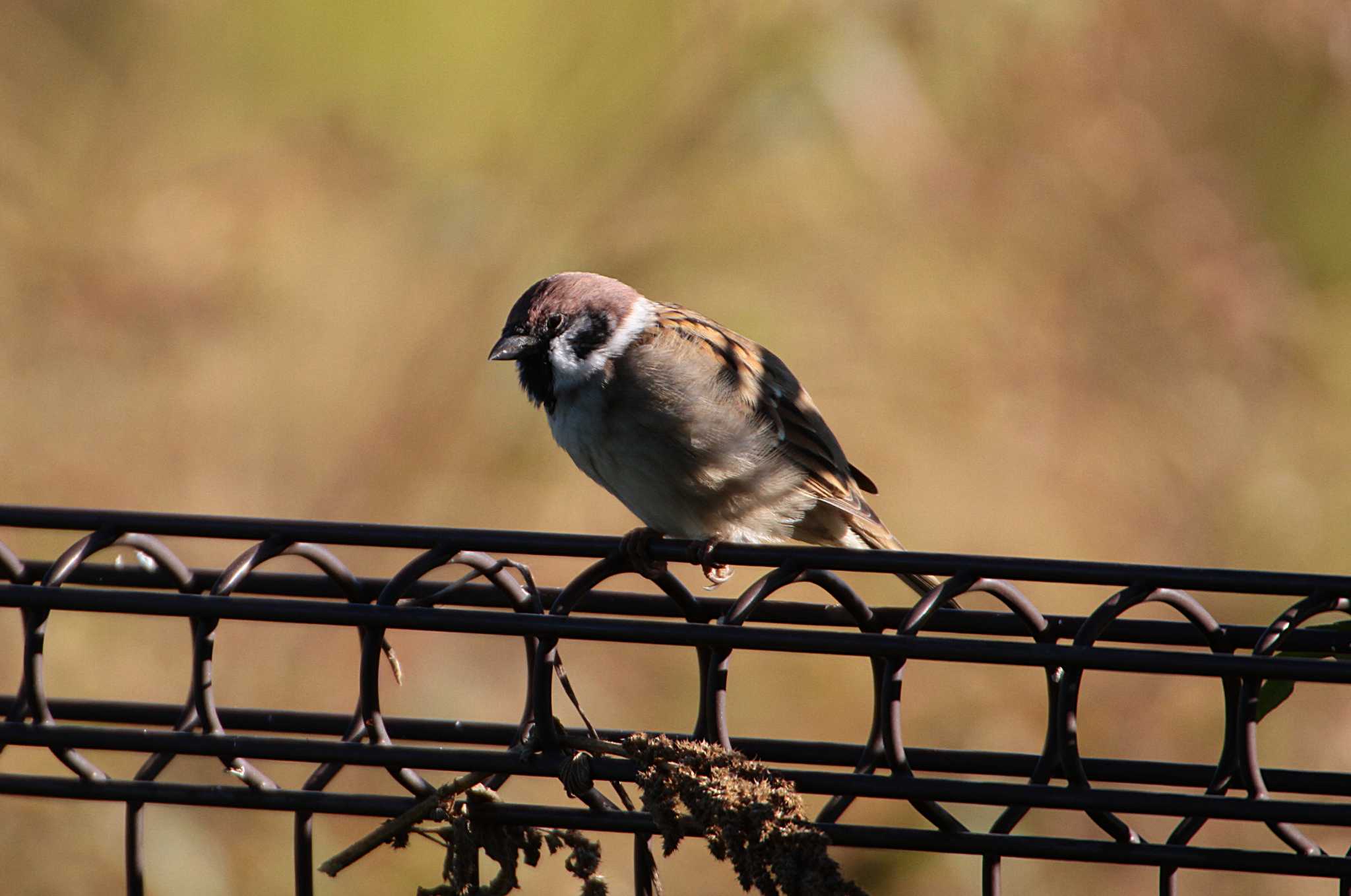 Photo of Eurasian Tree Sparrow at 守谷野鳥のみち by Simo