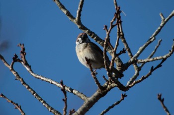 スズメ 守谷野鳥のみち 2023年10月22日(日)