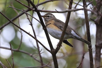 Eyebrowed Thrush Hakodateyama Sun, 10/22/2023