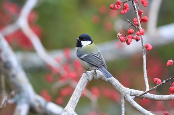 Japanese Tit Hakodateyama Sun, 10/22/2023