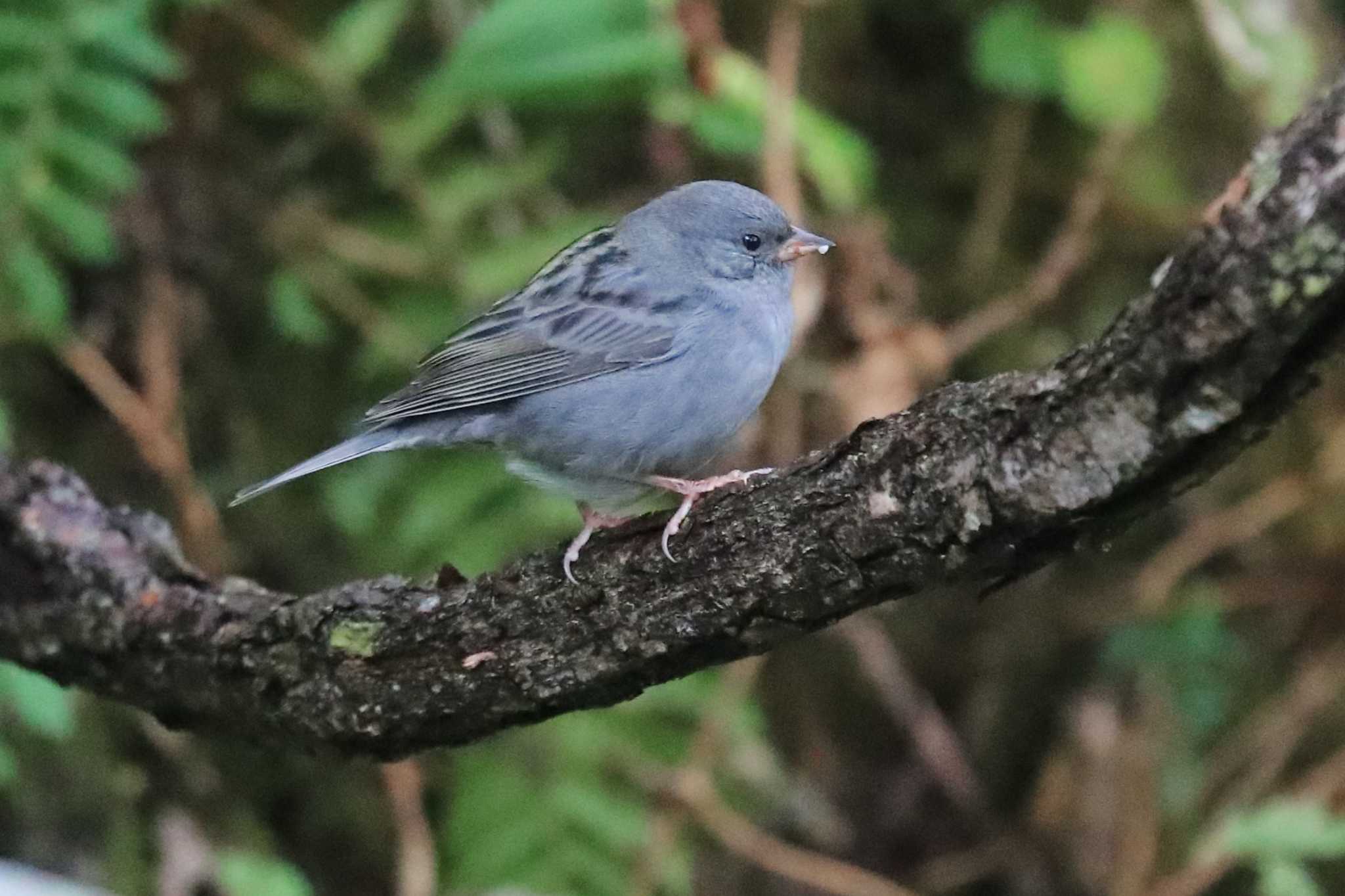 Grey Bunting