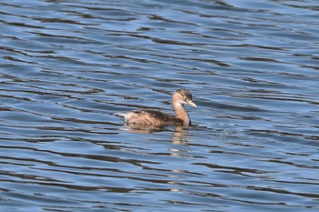 Little Grebe 大池公園 Sun, 10/22/2023