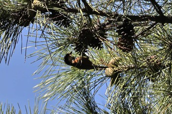 Varied Tit 大池公園 Sun, 10/22/2023