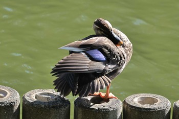 Eastern Spot-billed Duck 大池公園 Sun, 10/22/2023