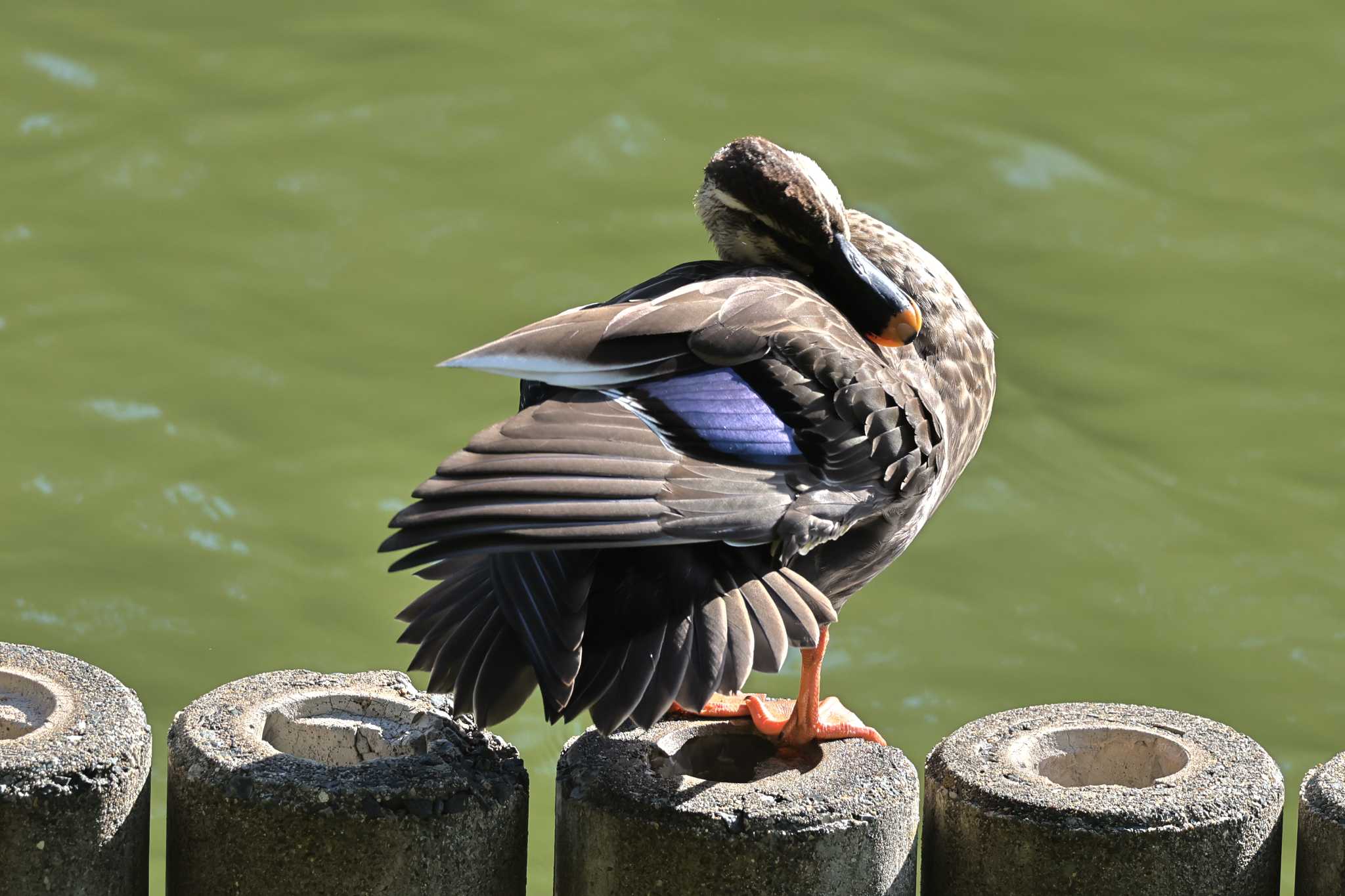 大池公園 カルガモの写真