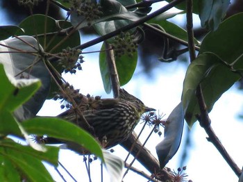 Striated Bulbul Doi Angkhang View Point Tue, 1/17/2017