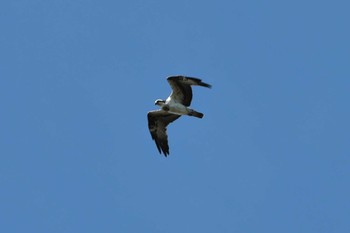 Osprey 大池公園 Sun, 10/22/2023