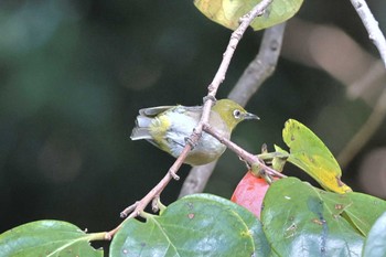 Warbling White-eye 大池公園 Sun, 10/22/2023