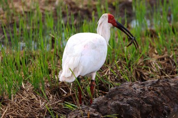 Crested Ibis 佐渡島 Sat, 10/21/2023