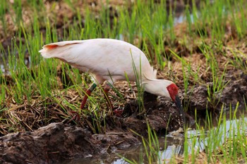 Crested Ibis 佐渡島 Sat, 10/21/2023