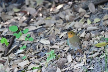 Japanese Robin 鶴舞公園(名古屋) Sun, 10/22/2023