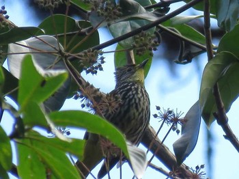 Striated Bulbul Doi Angkhang View Point Thu, 1/26/2017