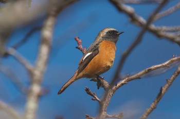 Sun, 10/22/2023 Birding report at Kodomo Shizen Park