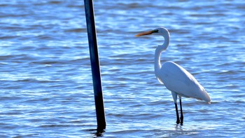 Great Egret(modesta)  佐鳴湖 Sat, 10/21/2023