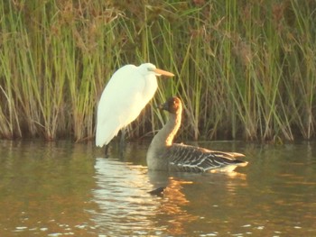 2023年10月22日(日) 芝川第一調節池(芝川貯水池)の野鳥観察記録