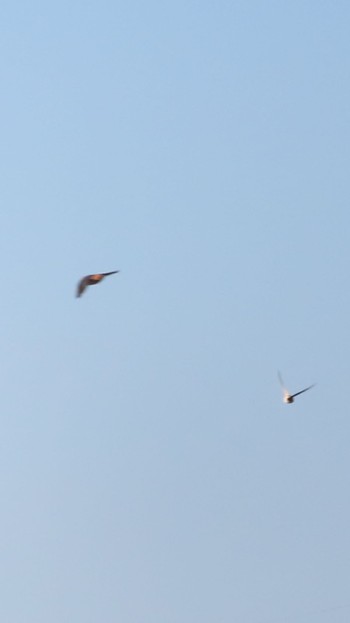 Red-rumped Swallow 南浅川 Sun, 10/22/2023