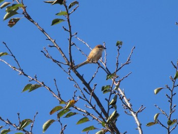 2023年10月22日(日) 大室公園の野鳥観察記録