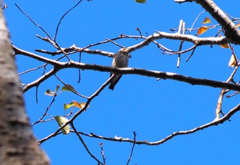 Grey-streaked Flycatcher 菊水山 Sun, 10/22/2023