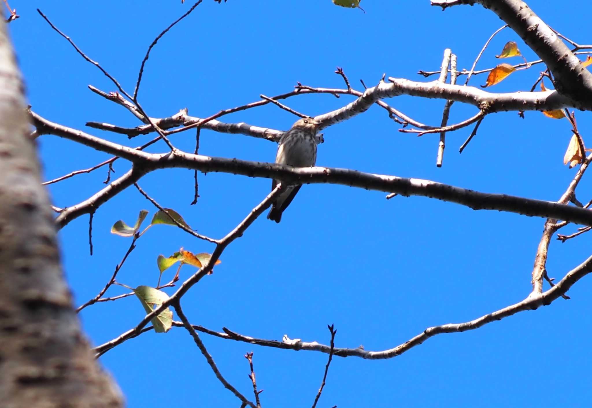 Photo of Grey-streaked Flycatcher at 菊水山 by マル