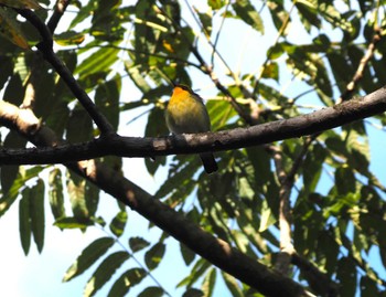 Narcissus Flycatcher 菊水山 Sun, 10/22/2023