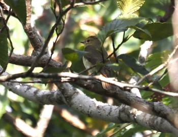 Narcissus Flycatcher 菊水山 Sun, 10/22/2023