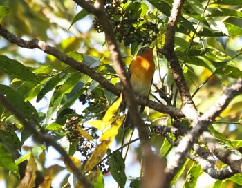 Mugimaki Flycatcher 菊水山 Sun, 10/22/2023