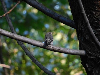 Sun, 10/22/2023 Birding report at Shinjuku Gyoen National Garden