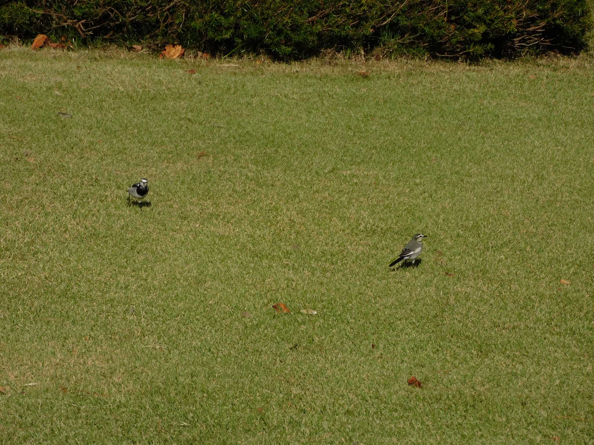 White Wagtail