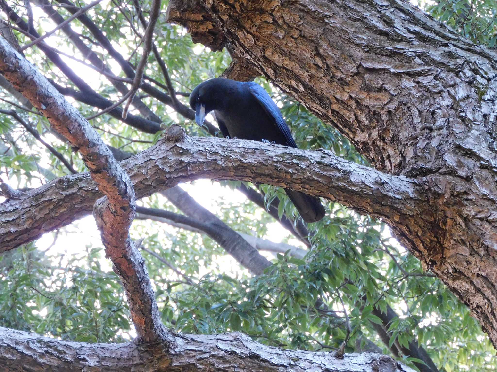 Large-billed Crow