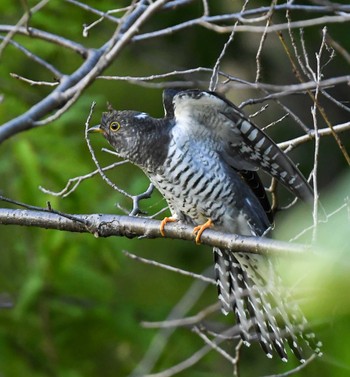 Common Cuckoo Mizumoto Park Fri, 10/20/2023