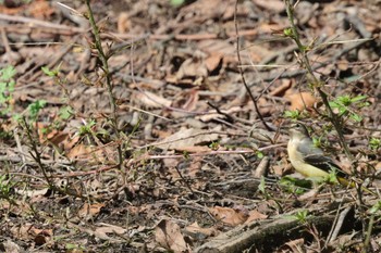 Grey Wagtail 秋ヶ瀬公園(ピクニックの森) Fri, 10/20/2023