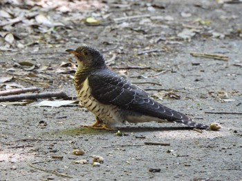 Common Cuckoo 芝川第一調節池(芝川貯水池) Sun, 10/22/2023