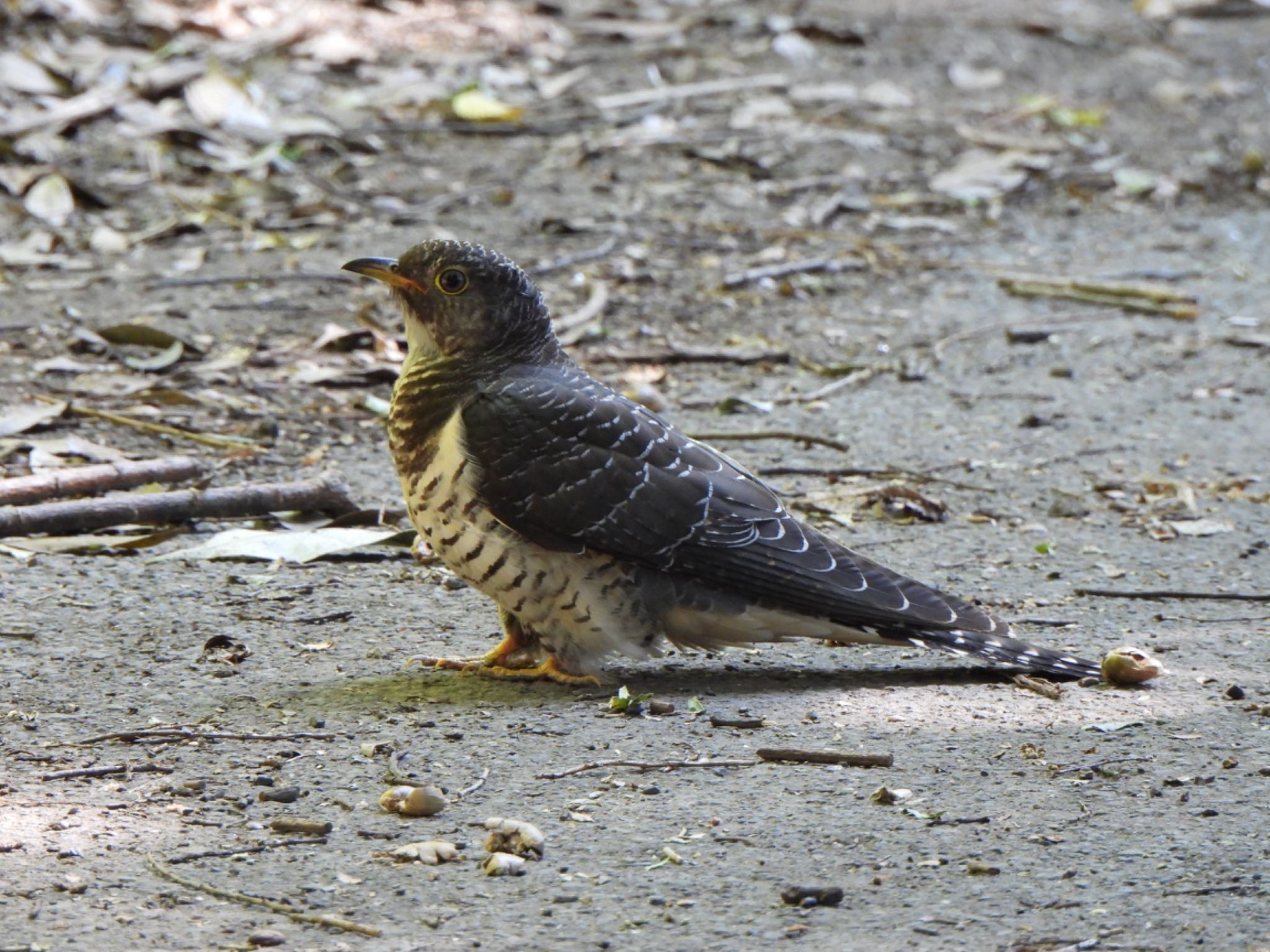 カッコウの幼鳥かな？