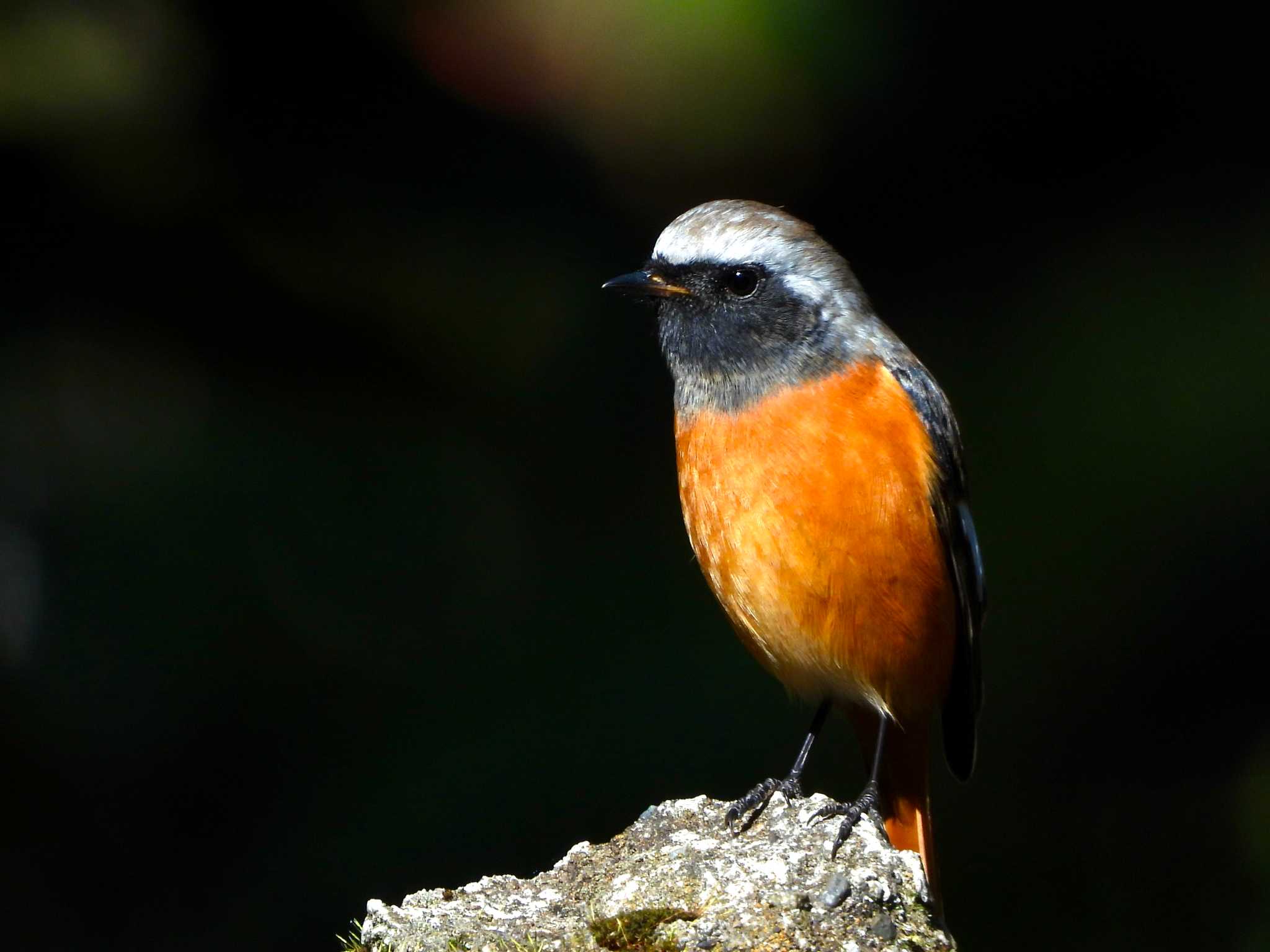 Photo of Daurian Redstart at マイフィールドa by ｱ