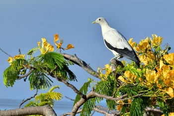 Torresian Imperial Pigeon オーストラリア・ケアンズ周辺 Unknown Date