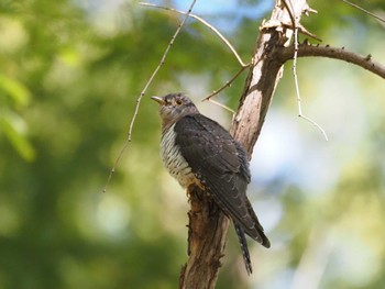 Lesser Cuckoo Mizumoto Park Sun, 10/22/2023