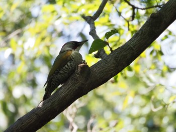 Japanese Green Woodpecker Mizumoto Park Sun, 10/22/2023