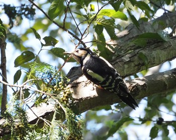 Great Spotted Woodpecker Mizumoto Park Sun, 10/22/2023