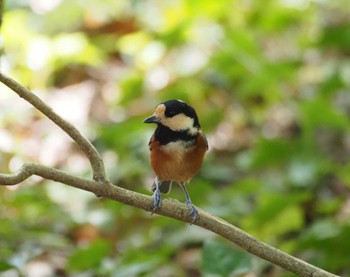 Varied Tit Mizumoto Park Sun, 10/22/2023