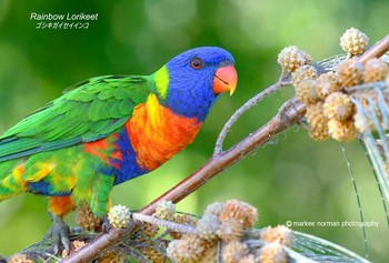 Rainbow Lorikeet オーストラリア・ケアンズ周辺 Unknown Date