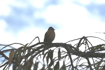 ホオジロ 馬見丘陵公園 2023年10月21日(土)