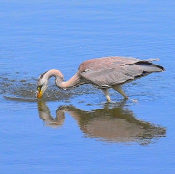 Grey Heron Kasai Rinkai Park Fri, 4/21/2023